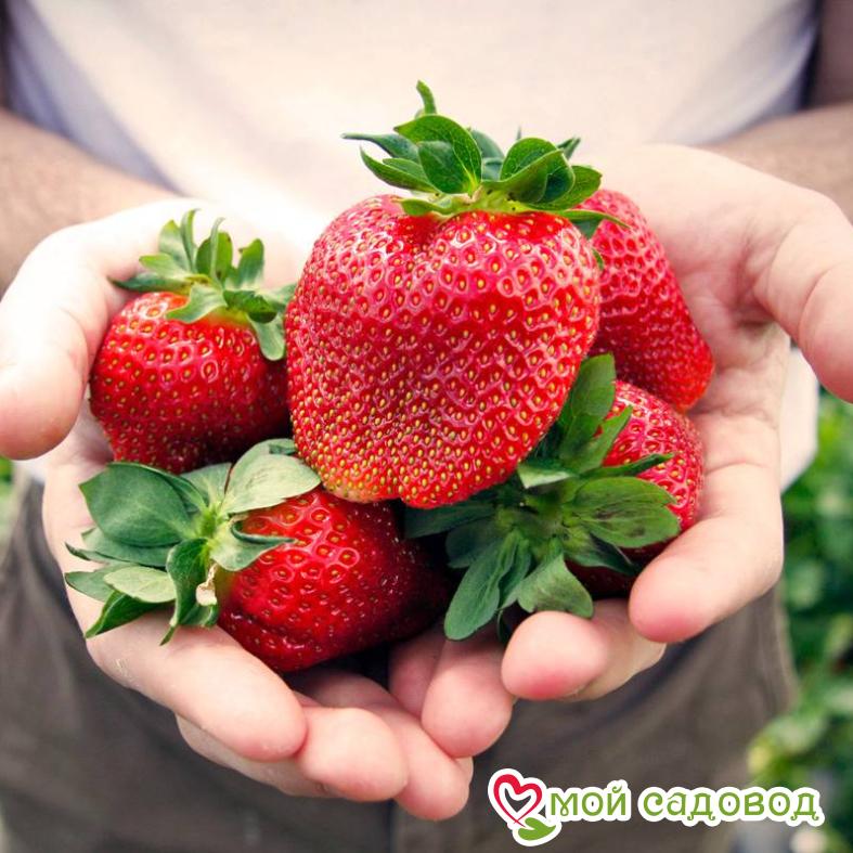 Клубника Вебенал