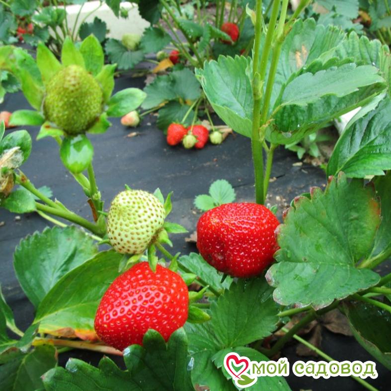 Клубника Эвис делайт
