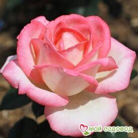 Роза Невеста в Камень-на-Обие
