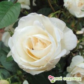 Роза Спрей белый в Камень-на-Обие