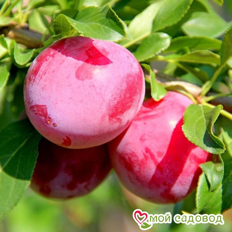 Слива Волошка