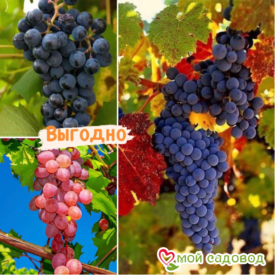 Тройная выгода винограда! (морозоустойчивый) в Камне-на-Оби
