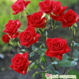Роза спрей Мирабель в Камень-на-Обие