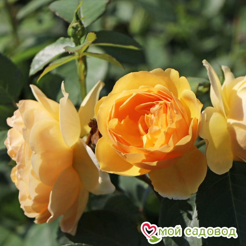 Роза Грехам Томас