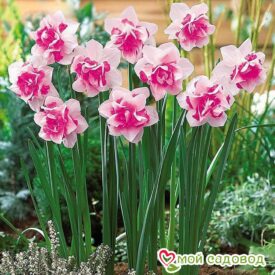 Нарцисс Розовый крупноцветковый в Камень-на-Обие