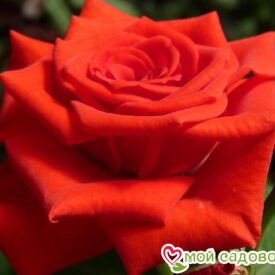 Роза чайно-гибридная Корвет в Камень-на-Обие