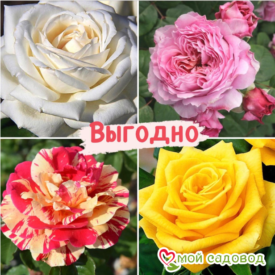 Набор Чайно-гибридные розы! в Камне-на-Оби