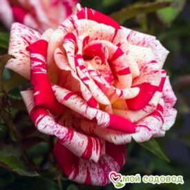 Роза чайно-гибридная Папагено в Камень-на-Обие