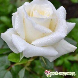 Роза чайно-гибридная Анастасия в Камень-на-Обие