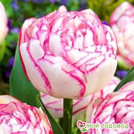 Тюльпан махровый Дабл Тач в Камне-на-Оби