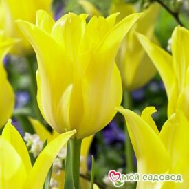 Тюльпан лилиецветный Баллада Голд в Камне-на-Оби