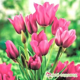 Тюльпан многоцветковый Пурпл Букет в Камне-на-Оби