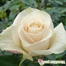 Роза чайно-гибридная Венделла в Камень-на-Обие