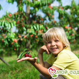 Вишня Бирюсинка в Камне-на-Оби