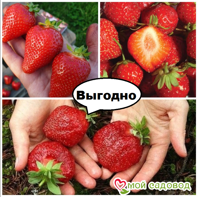 Тройная клубничная выгода! (зима -35°C)