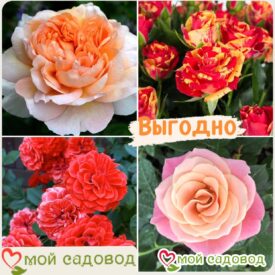 Комплект роз! Роза плетистая, спрей, чайн-гибридная и Английская роза в одном комплекте в Камне-на-Оби
