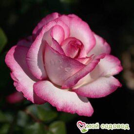 Роза чайно-гибридная Атлас в Камень-на-Обие