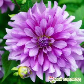 ГЕОРГИНА декоративная Блютифул (BLUETIFUL) в Камень-на-Обие