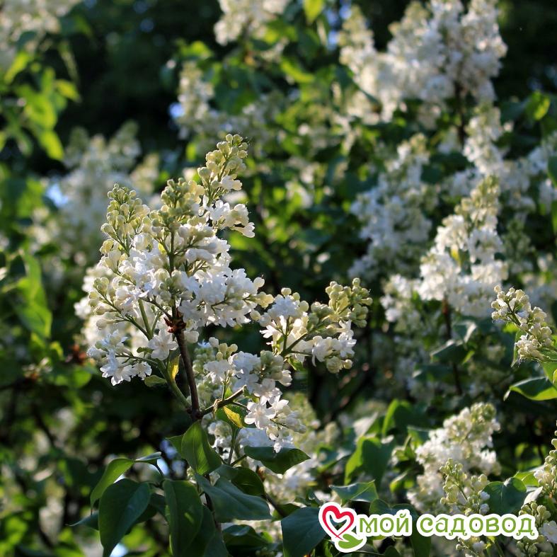 Сирень Советская Арктика