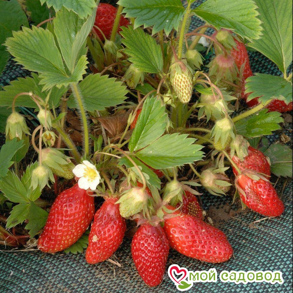 Клубника (крупноплодная) Гаригуэтта