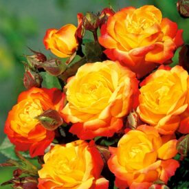 Роза флорибунда Румба в Камень-на-Обие