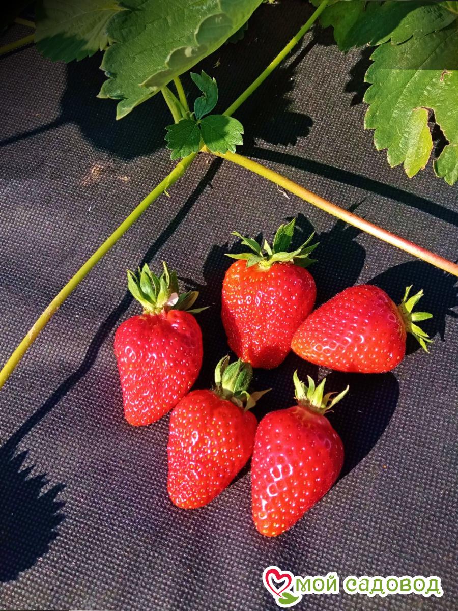 Клубника Вивара