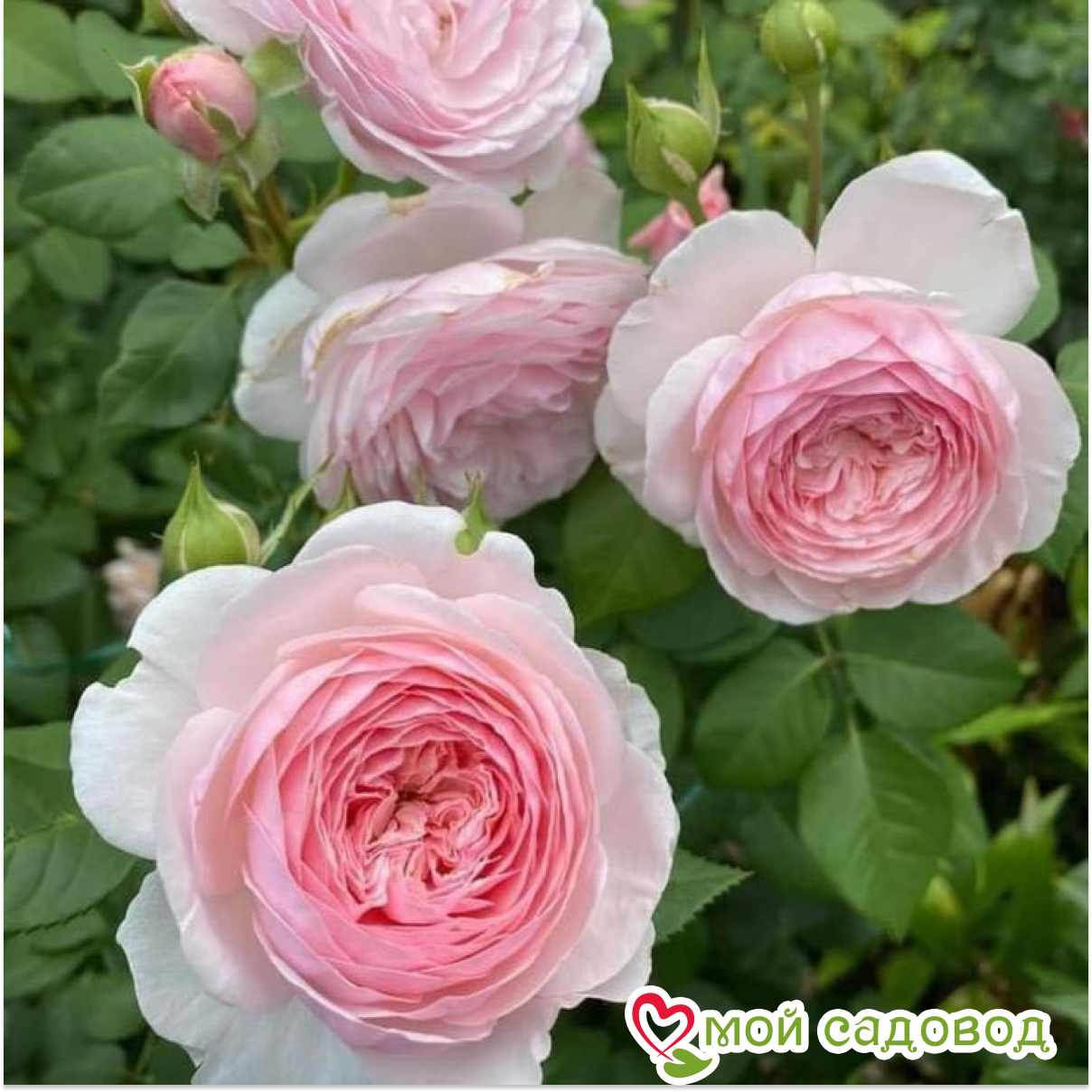 Роза Оливия Роуз Остин