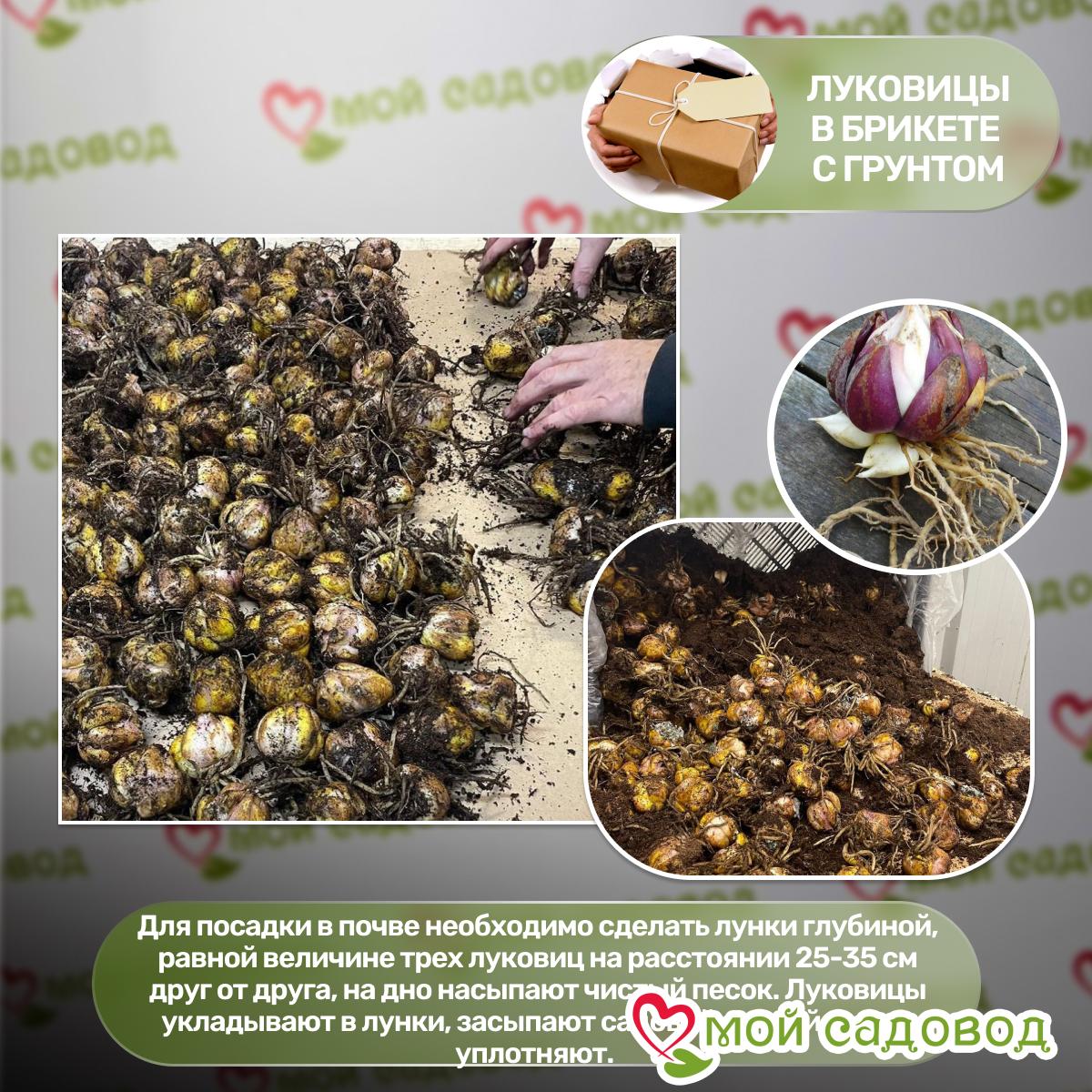 Лилия азиатская махровая Афродита