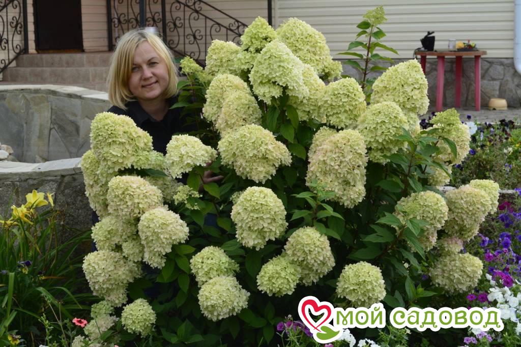 Гортензия Лайт Лайм