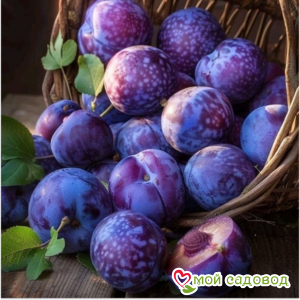 Слива Изумрудная Карля